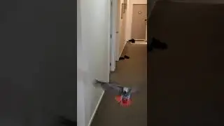 ❤  TEACH YOUR PARROT 🦜 || 🔥 FIRST TIME LEARNING COMMAND FLIGHT || AFRICAN GREY 'SIMBA'