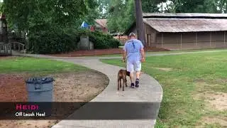 Heidi Rhodesian Ridgeback | E Collar Training | Big Puppy Obedience | Lafayette Dog Trainer