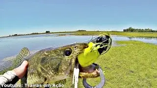 Teste da Tropical Frog - Tire suas conclus&otilde;es