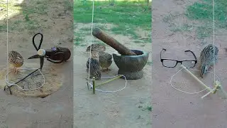 Simple Quail Trapping Tips & Tricks Techniques With Wood