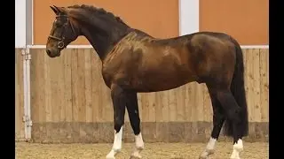 Argentinus Hengst