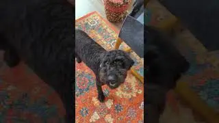 Lola a sweetheart! #dogtrainer Music: Call MeMusician: LiQWYDURL:  