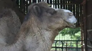 Dutch Country Safari Park