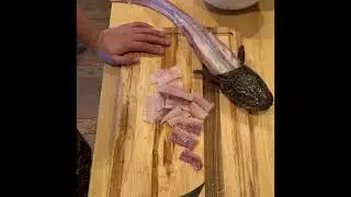 How to fillet a Burbot!