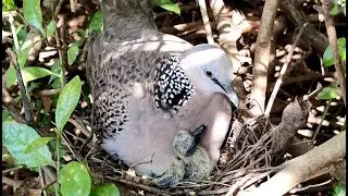 Baby Birds Grab Food in Mother's Mouth