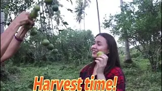 Harvest time sa Farm(Episode3)