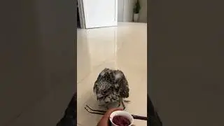 falcon Chick Training | Beautiful Chick | #birds #falconery #wildlife #falcoon #falconry