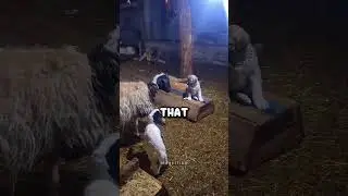 Goat ATTACKS The Vulnerable Guard Dog (@fratalkan0434)