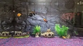 Akvarium 
