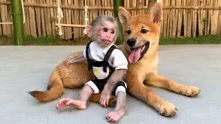 Let's see the daily life of baby monkey Xuka and puppy Kun with their family.