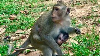 Angkor Thom Monkeys/Cambodia/ Siem Reap/吴哥的猴子们/挺可爱/柬埔寨/暹粒/小李吴哥导游