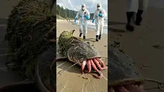 Mysterious mutant fish creature washes up ashore 👽 #mystery #creature