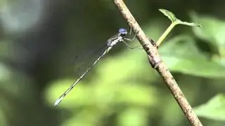Spotted Spreadwing Damselfly (male)