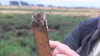 Salt Marsh Harvest Mouse Survey