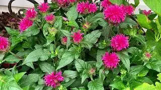 7 Great Native Plants for the Zone 7 Mid-Atlantic Garden and Beyond!