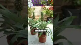 Az anan&aacute;sz nemcsak finom, de t&ouml;k&eacute;letes szoban&ouml;v&eacute;ny is!🍍✨