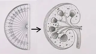 How to draw kidney diagram step by step | Internal structure of kidney