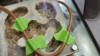 Update of my new Myrmecocystus mimicus colony!