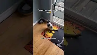 Cutest cat award #petsrule #funnycats #cats #funny #funnypets