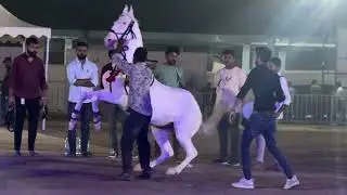 Surat Horse Show 2026 