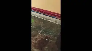 Flash the Mississippi map turtle, using his new ramp with Food! #shorts