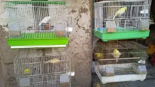Canary Birds In parachinar | Top Quality Canary Singing  Birds