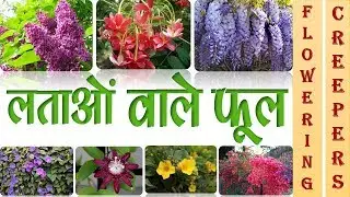 लताओं वाले फूल || FLOWERING CREEPERS