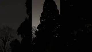Barred owl, mating season sounds--caterwauling