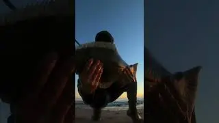 CA Halibut on Modified TX Rig