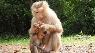 Monkey Rose and Rex. Baby eat skins mom eat fruits
