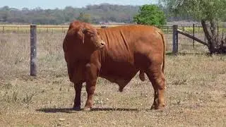 Lot 73 -  Oakmore Xclusive (PP)