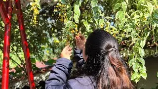 The hidden gem of North Bengal || stay in Sittong||