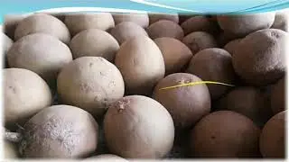 sapota cultivation #important facts#AO#AAO#Ag supervisor #NET#JET#Pre PG