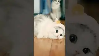 Heartwarming Cat Moments That Will Melt Your Heart #cats#cutecat #catvideos #catvideo
