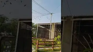 🐦 Bitd house❤️ #kashvivlogs-12 #cutebaby #cute
