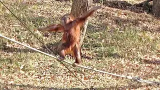 バランスをとりながらロープの上を歩くホッピー♂5・オランウータン 2025/12/18
