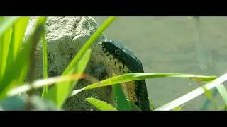 Водяно́й уж Natrix tessellata