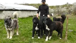 LA STANA LUI ADRIAN MIRICA,SAT BATRANI,CAINI CIOBANESTI FOARTE BUNI LA URS. PREZENTAREA LOR.