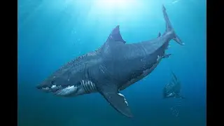 Unraveling the Mysteries of Ancient Megalodon Sharks