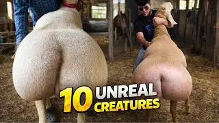 10 Creatures You Won&rsquo;t Believe Are Real!
