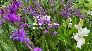 자란 紫蘭 Bletilla striata しらん紫蘭 白及대왐풀 bletilla 백약百藥 자란초紫蘭草 주란朱蘭 홍란紅蘭 흰색꽃 자란백화 백화소심 자란의백화 야생화를 찾아서(859)