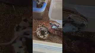 #snake #cornsnake #animal #snakeday #pet #catsnake