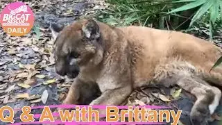 Q&A with Brittany~ 1.3.2019