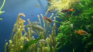 THE UNDERWATER WORLD with FISH and Plants/ no cpr music vol.24