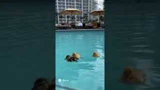 Three cute baby ducks visit hotel pool