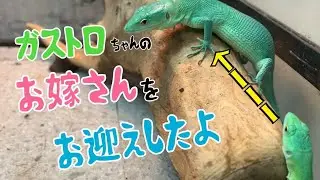 ガストロさんにお嫁さんがやって来たよ