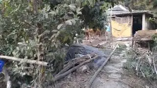 my village diaries part 2