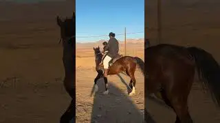 فيصل مع المهره 