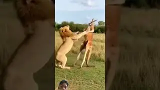 #animals #lion #wildlife #wildliferescue #funny #worldwildlifeday #animallife #leopard #wildanimals