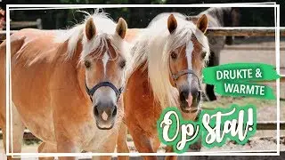 Een warme & drukke dag op stal VLOG#72